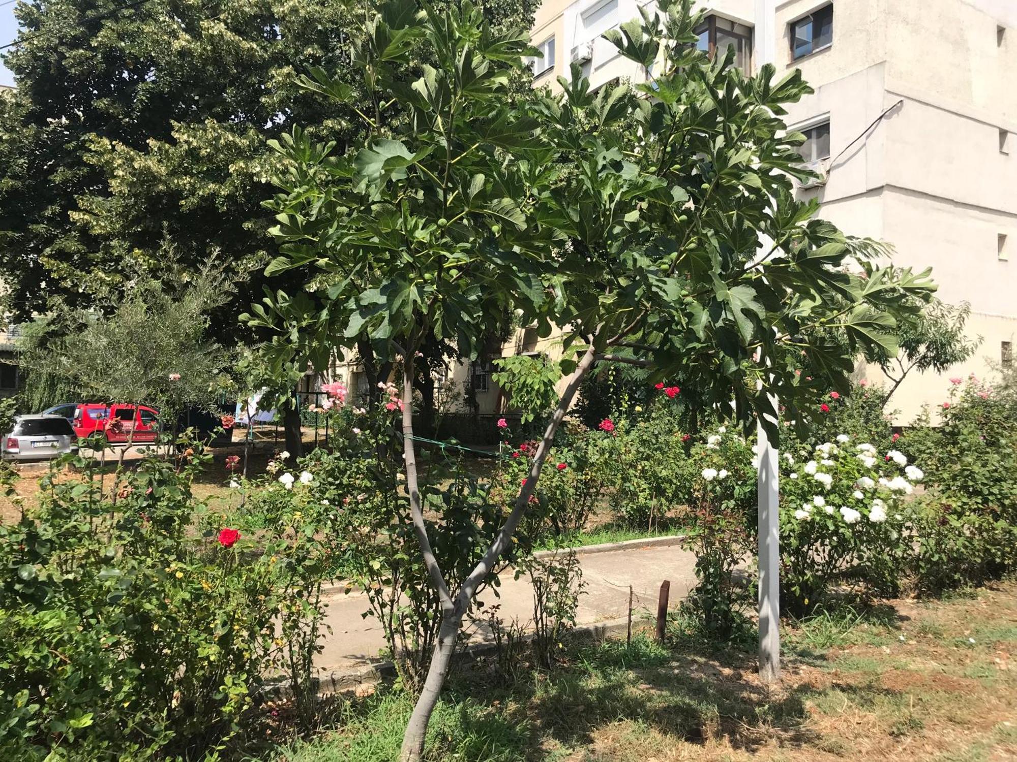 Apartament Langa Plaja Diana Mangalia Zewnętrze zdjęcie